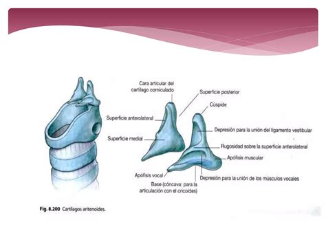 Anatomia De La Laringe Y Tráquea Ppt