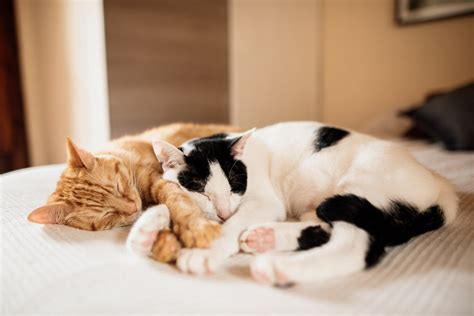 13 Common Cat Sleeping Positions And What They Mean
