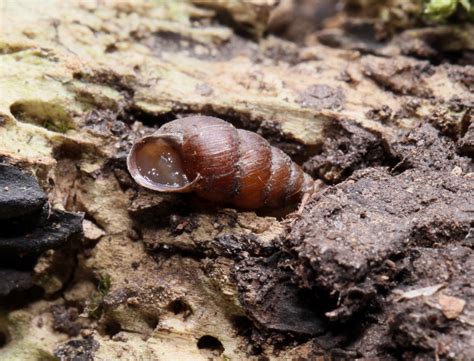 Lesser Bulin | NatureSpot
