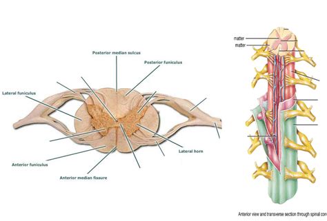 Biol Exam Spinal Cord And Vertebrae Diagram Quizlet