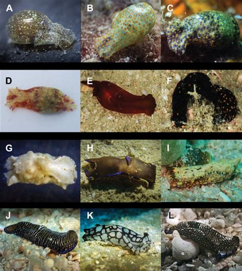 Sea Slug Diversity in Koh Tao, Thailand - Conservation Diver