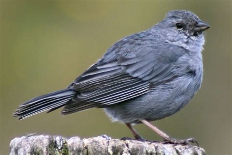 Soñar con Pájaro Plomo SIGNIFICADO COMPLETO