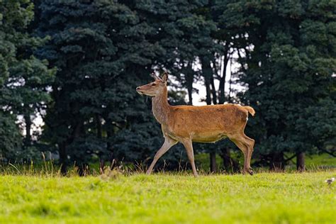 40+ Hangul Deer Stock Photos, Pictures & Royalty-Free Images - iStock