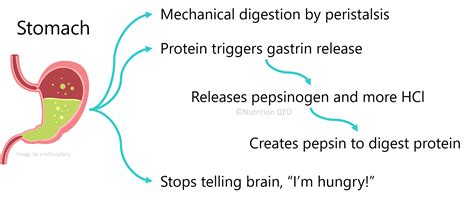 Nutrition Basics: Deciphering the Intricacies of Digestion – Nutrition ...