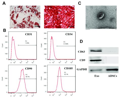 The Identification Of Adscs And Adscs Exos A Adipogenic And Download Scientific Diagram