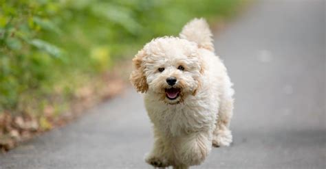 Maltipoo Dog Breed Complete Guide | AZ Animals