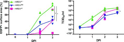 Replication Kinetics Of RHRSV A2 EGFP 5 RHRSV A11 EGFP 5 And RHRSV