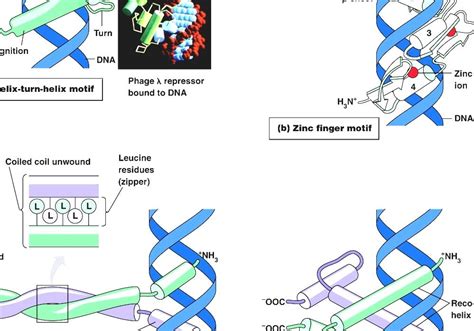 Dna Binding Domain Dna Binding Domains