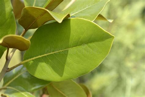 Southern magnolia stock photo. Image of tree, green - 261188972