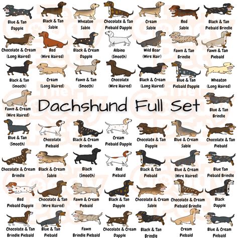 Piebald Dachshund A Unique Coat Pattern Different Types Of Wiener