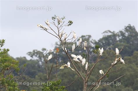 Sulphur Crested Cockatoo Cacatua galerita Queensland Australiaの写真素材