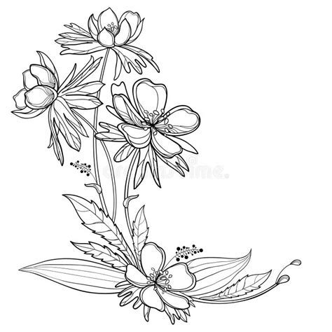 Vector Corner Bouquet With Outline Eranthis Or Winter Aconite Flower