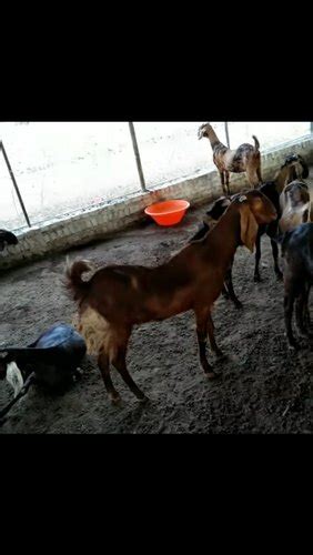 Female Brown Sirohi Goat Weight 35 40 Kg At Rs 300kilogram In Akot