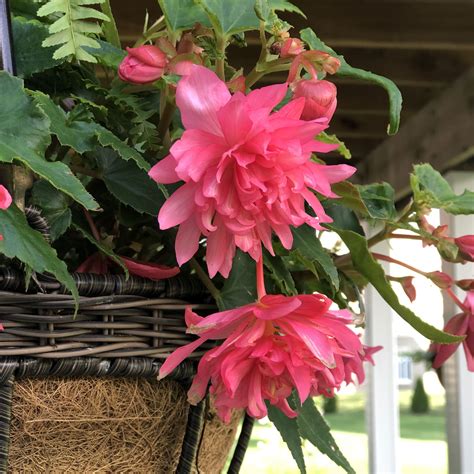 FUNKY® Pink Begonia - Garden Crossings