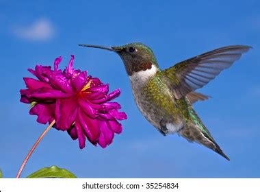 Hummingbirds In Bright Sky Over 785 Royalty Free Licensable Stock