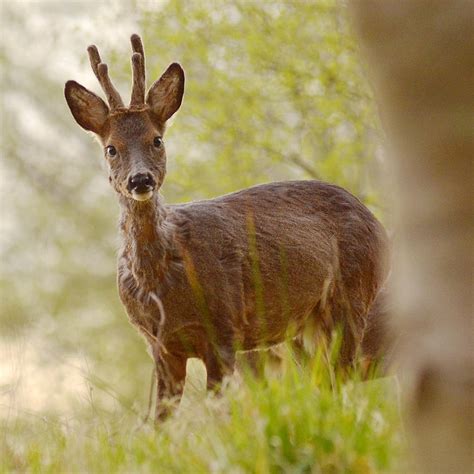 Roebuck Photograph By Gavin MacRae Fine Art America