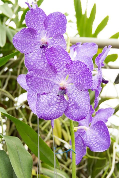 Purple Vanda Orchid stock photo. Image of nature, isolated - 67586624