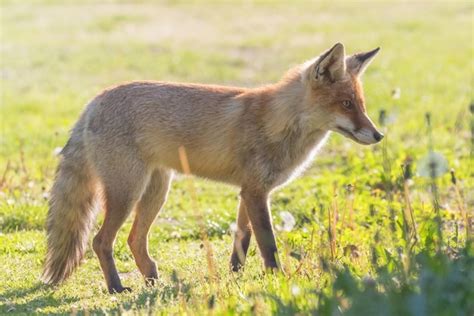 Renard Roux Vulpes Vulpes Photo Premium