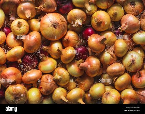 Organically Grown Fresh Yellow Onions Crop Background Stock Photo Alamy