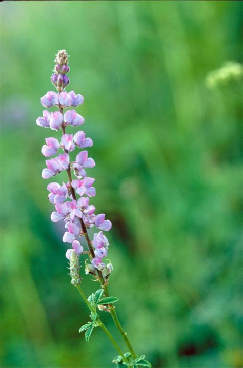 Free Picture Silvery Lupine Floers Blooms Lupinus Argenteus