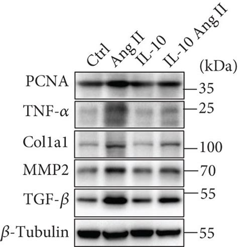 Il 10 Suppresses Ang Ii Induced Proliferation Fibrosis And