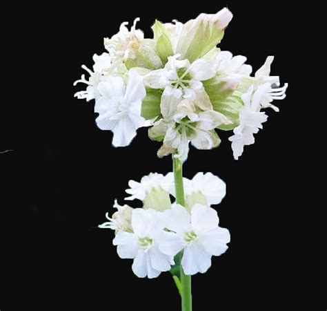 Lychnis viscaria Alba ‘Schnee’ SNOWBIRD CATCHFLY - SeedScape