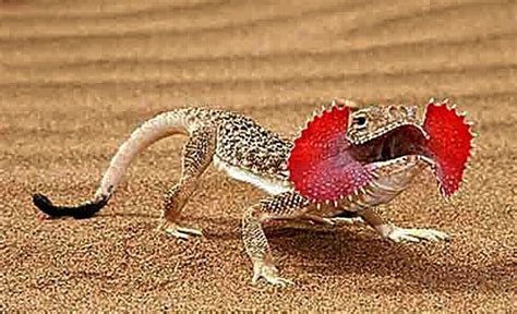 The Secret Toadhead Agama Phrynocephalus Mystaceus Is A Species Of