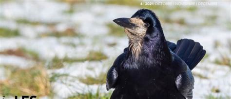 Revue LHomme et lOiseau Les corbeaux des grands singes à plumes