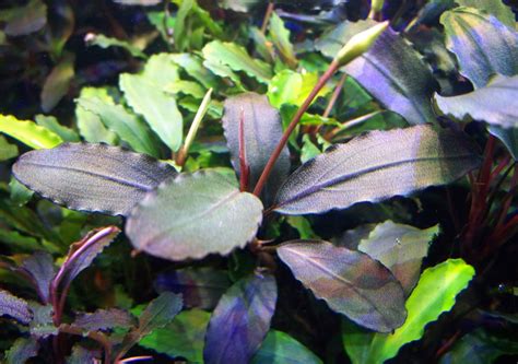 Аукцион aquaforum » Bucephalandra Narcissus 2
