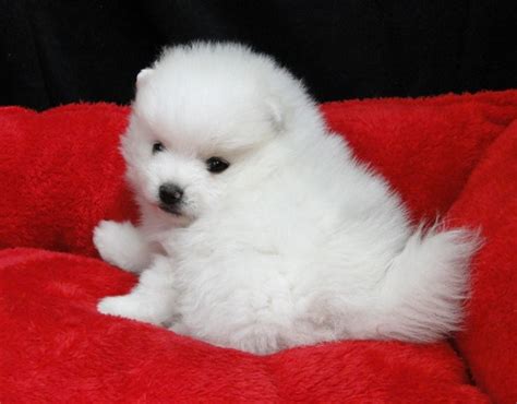 Teddy Bear Face White Pomeranian Puppies