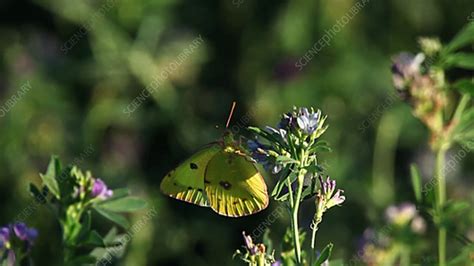 Clouded Sulphur Butterfly Feeding Stock Video Clip K003 5215