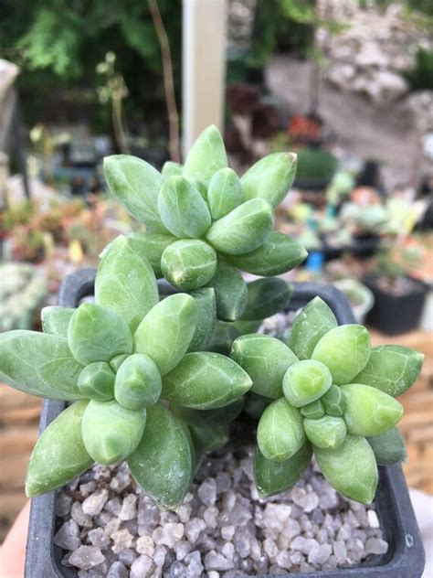 Pachyphytum Compactum Live Plant Plants Home Living Succulents