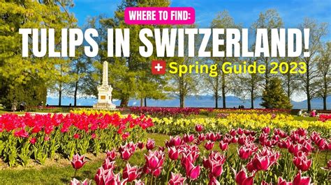 What To Do During Spring In Switzerland Visit The Morges Tulip