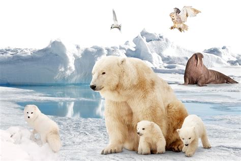 Exploring Arctic Animals for Kids