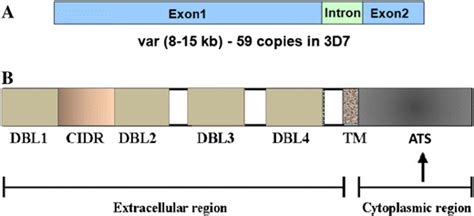 A Gene Structure Of Varb Domain Architecture Of Pfemp1 Exon 1 Encodes