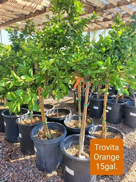 Trovita Orange Citrus Orange Trovita Treeland Nurseries