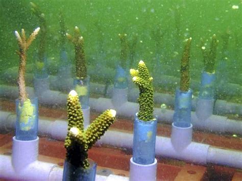 Concrete Frames For Young Corals The Star