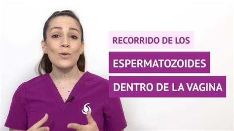 C Mo Es El Recorrido De Los Espermatozoides Dentro Del Aparato