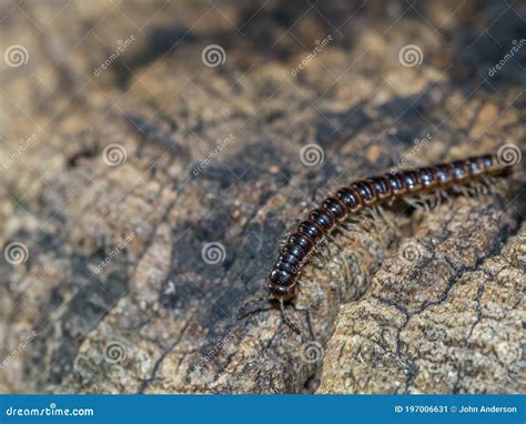 Lithobius Forficatus Brown Centipede Stock Image Image Of