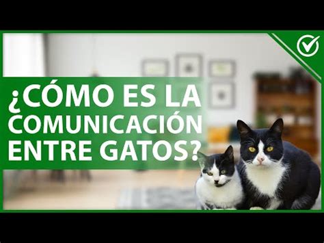 Descubre C Mo Se Comunican Los Gatos Entre Ellos De Manera Natural Y