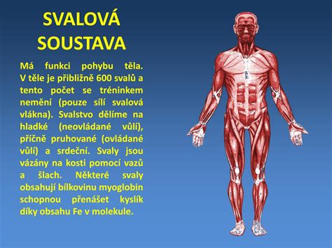 PPT STAVBA LIDSKÉHO TĚLA PowerPoint Presentation free download ID