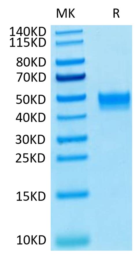 Human Fgfr3 Beta Iiib Protein Fgf Hm4bb Kactus