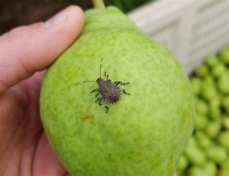 black marmorated stink bug nymph-pear - Entomology Today