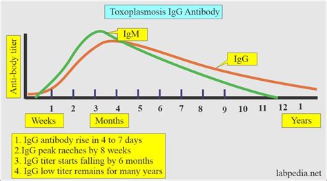 Torch Profile Part Toxoplasmosis Toxoplasma Gondii Labpedia Net