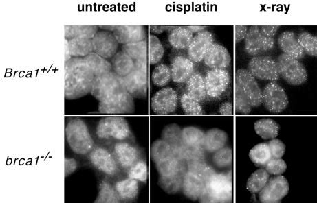 Formation Of Rad Subnuclear Foci In Response To Dna Damage Induced By