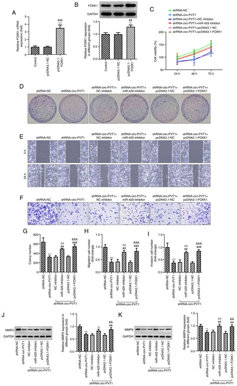 Knockdown Of Circpvt Inhibits The Progression Of Lung Adenocarcinoma