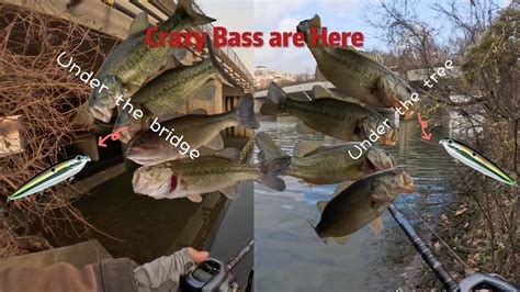 Crazy Bass Are Herecrazy Topwater Bass Fishing In Winter Four