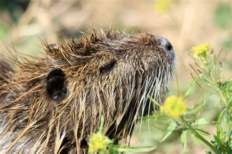 Nutria Invasive Species Who Knew Turns Out Nutria Have A Flickr