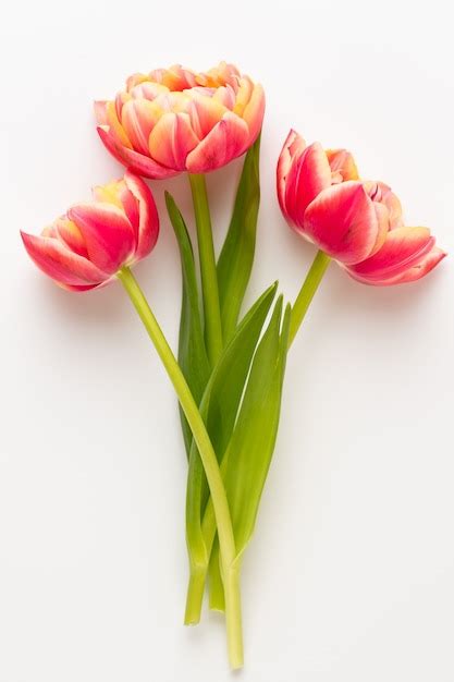 Premium Photo | Spring flowers. tulips on pastel colors.