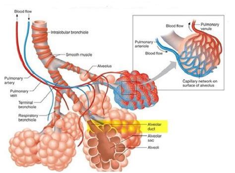 Structure Of Alveoli Diagram